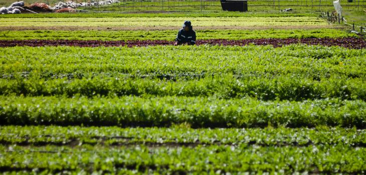 Denuncian falta de medidas para la agricultura familiar campesina por cuarentena en Osorno