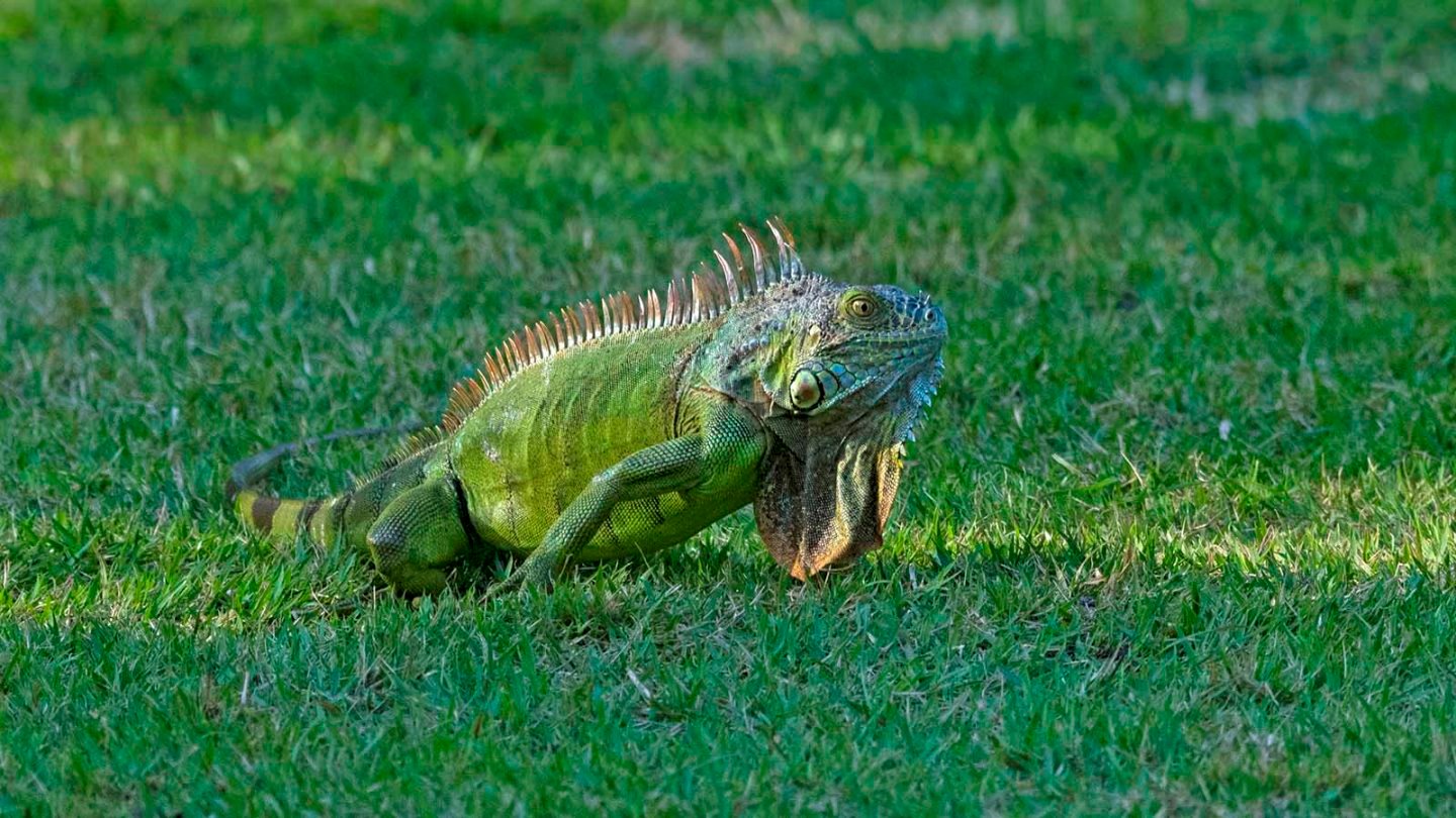 Florida enfrenta una invasión de iguanas y lagartos tegu