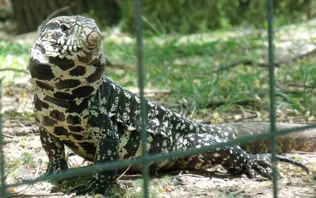 iguanas