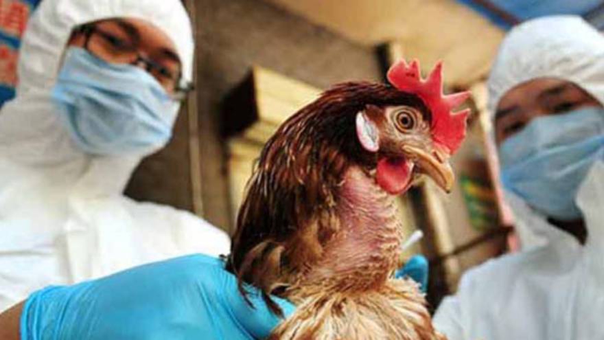 Rusia: Siete empleados de una granja avícola se convierten en los primeros humanos en estar infectado por la gripe aviar H5N8