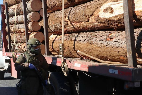 Carabinero resguardando madera (imagen referencial)