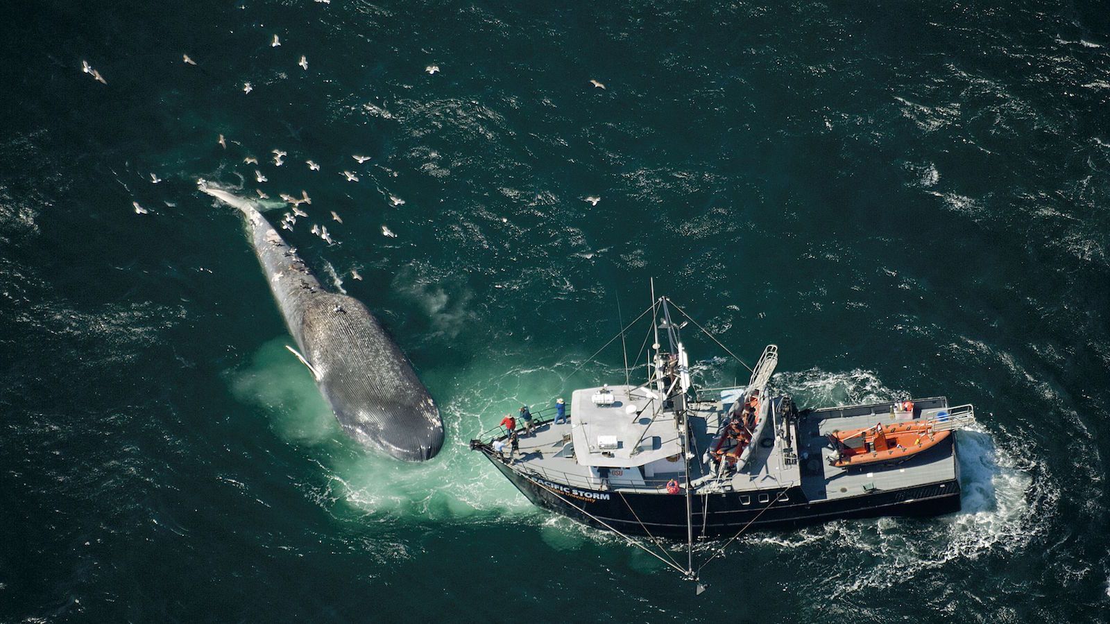 Mitilicultura, colisiones con embarcaciones y salmoneras: los graves peligros que amenazan la supervivencia de las ballenas azules en la patagonia chilena