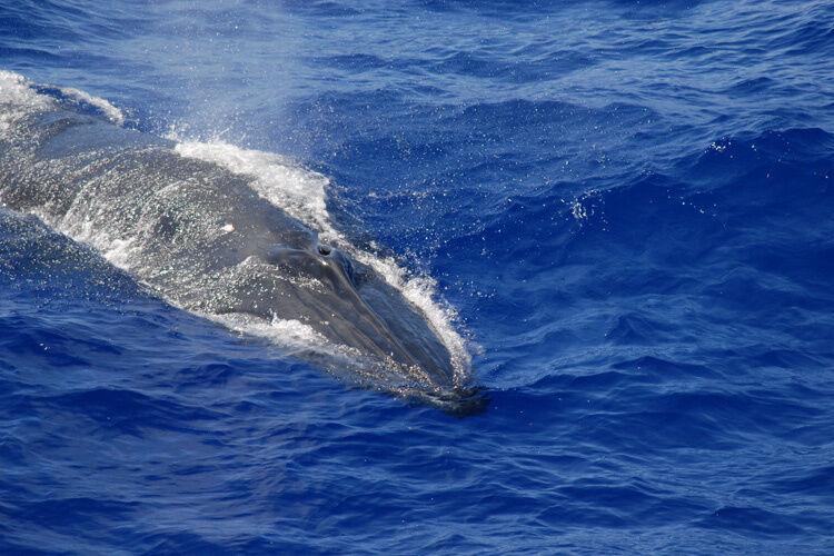 Identifican en el Golfo de México una nueva especie de ballena barbada casi extinta