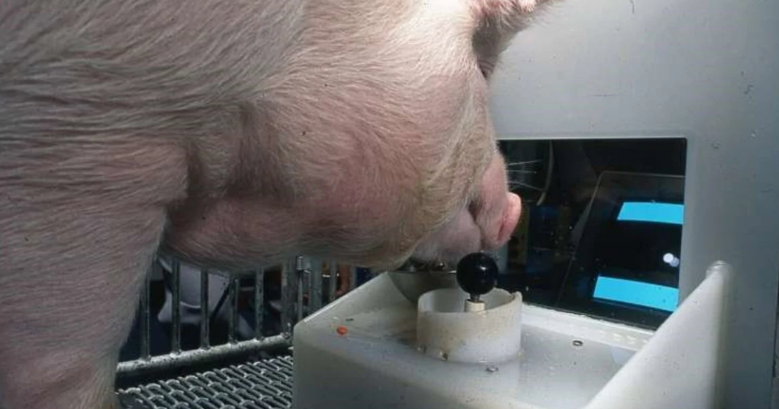 Estudio revela que los cerdos son más inteligentes de lo que parece y pueden aprender a jugar a videojuegos