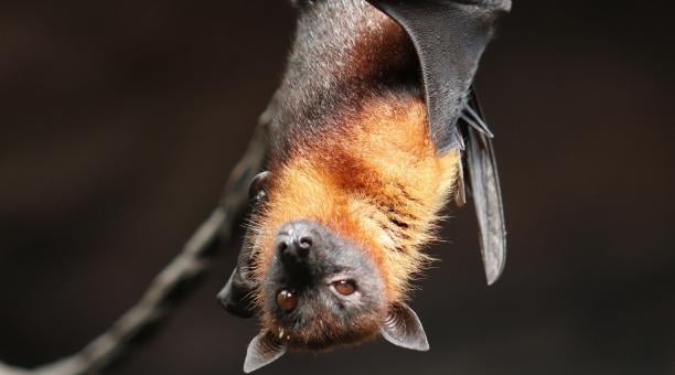 Descubren en murciélagos de Tailandia un coronavirus muy similar al COVID-19