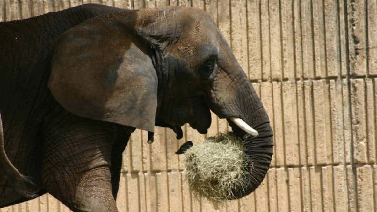 Elefanta de cuatro toneladas mata a cuidador de zoológico al golpearlo con su trompa