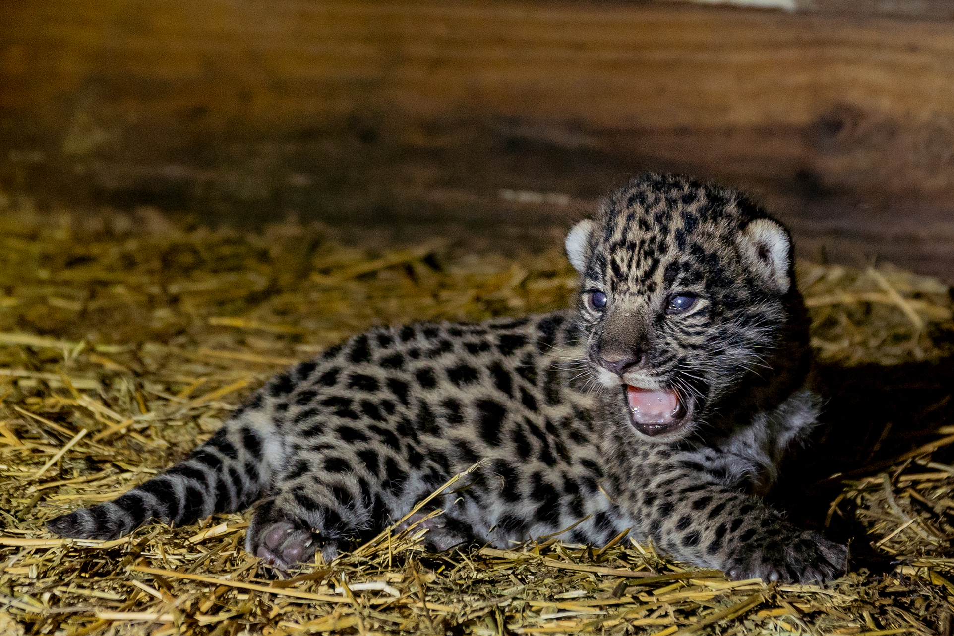 Nacen en Argentina dos jaguares de una especie en peligro de extinción