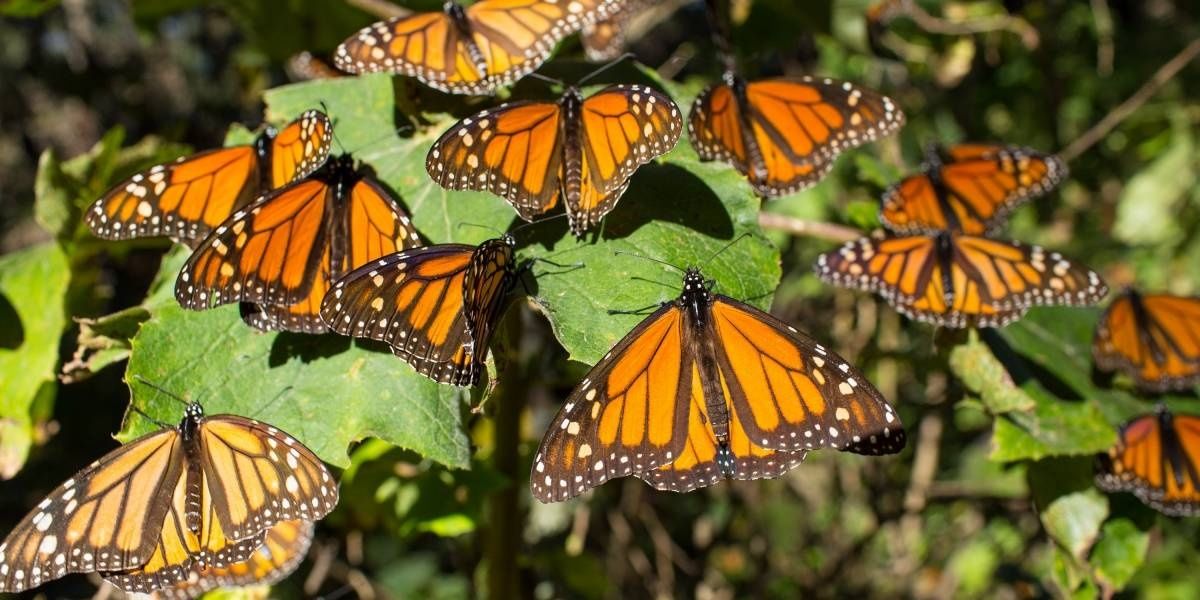 Se redujo drásticamente número de mariposas monarcas que hibernan en México