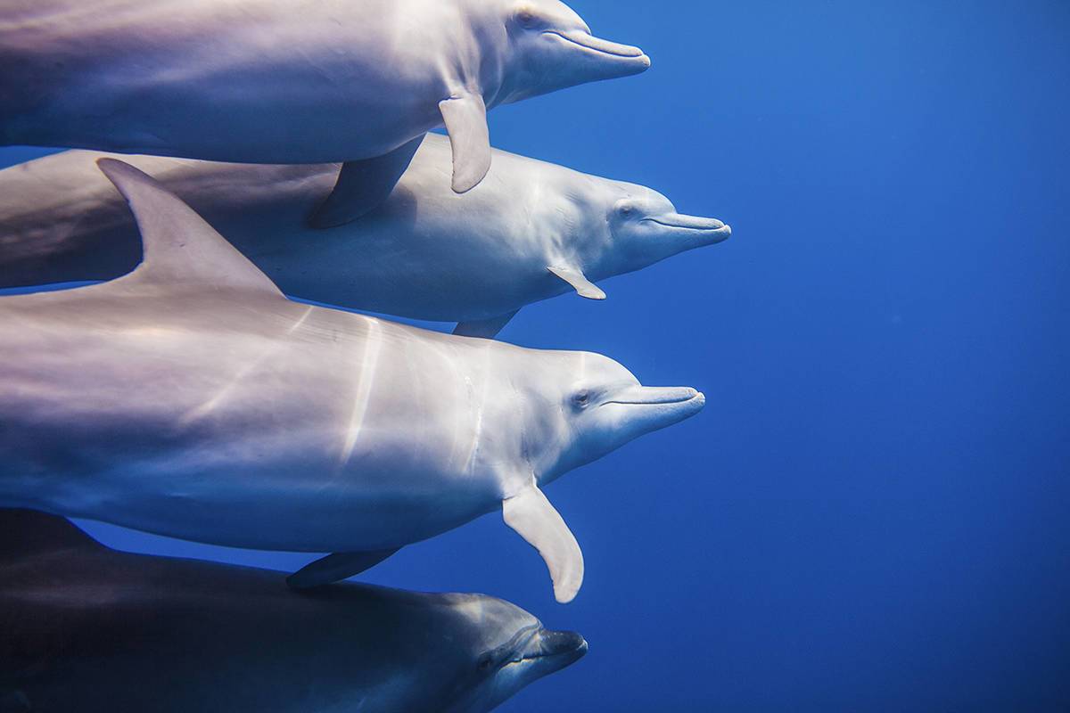 Encuentran en sur de Mozambique más de un centenar de delfines muertos