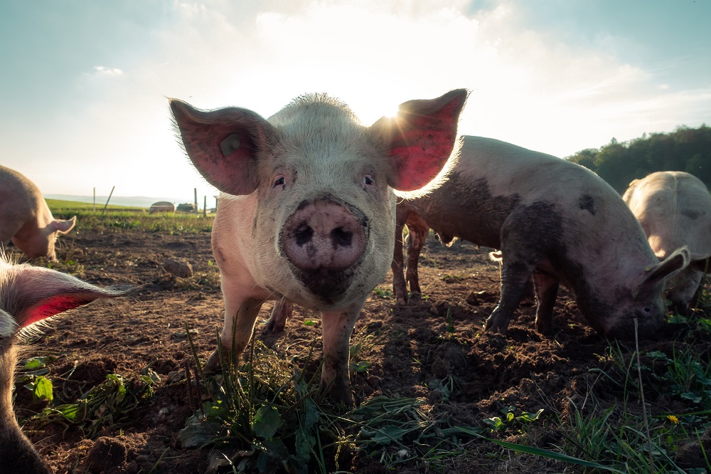 Acuerdo para incluir a los animales en la Nueva Constitución suma más de 200 candidaturas constituyentes