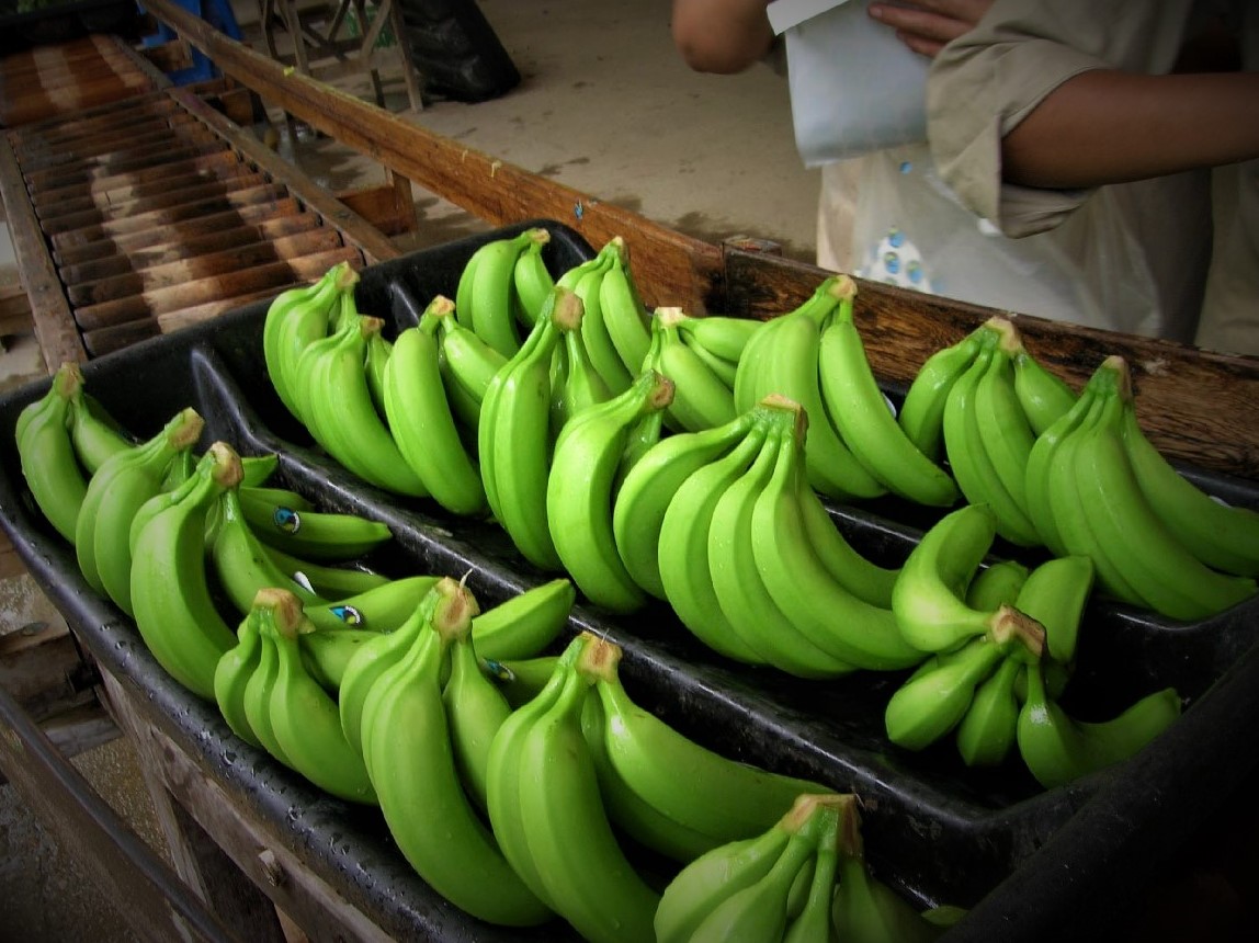 Chiapas says goodbye to herbicides in banana plantations
