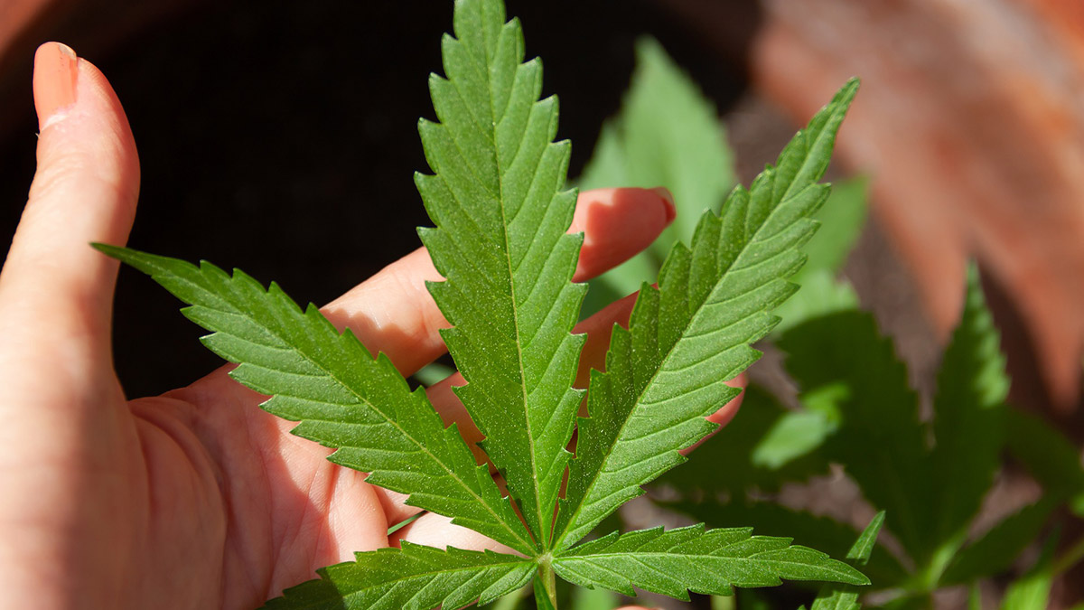 Tribunal absolvió a mujer que mantenía cultivo de marihuana con fines medicinales y que había sido acusada de tráfico por Fiscalía