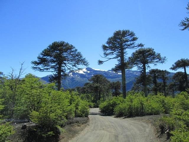 Día de los Bosques: Protegerlos para no perderlos