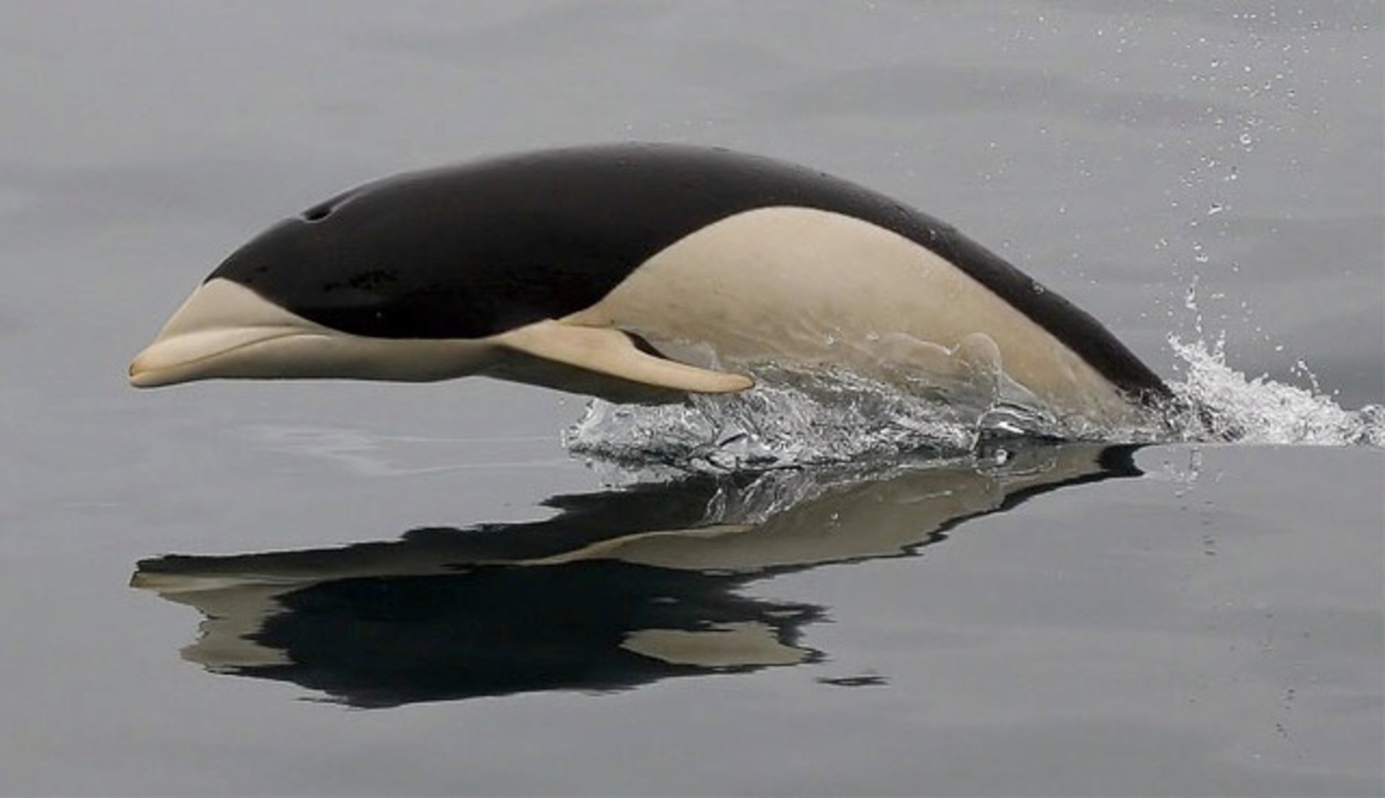 Avistan un ejemplar de delfín liso austral en la región de Los Lagos después de 30 años