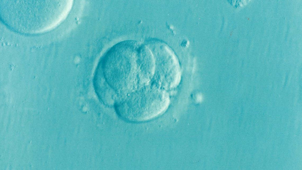 Logran generar un embrión humano a partir de células de la piel