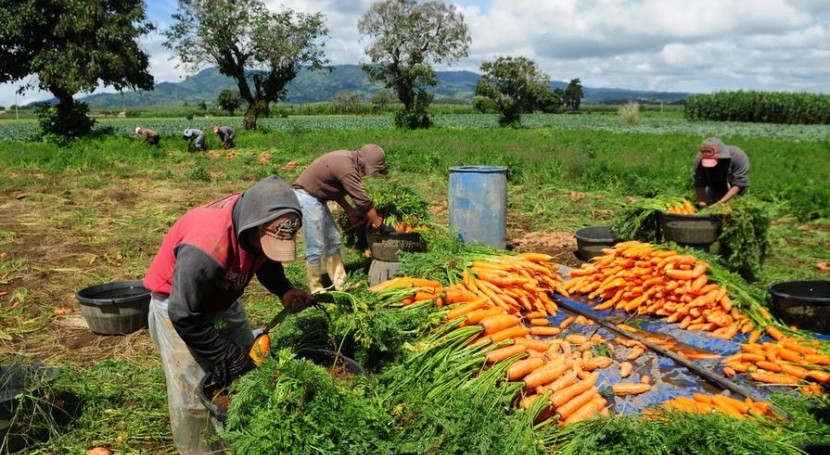 FAO insta a la cooperación entre el sector público y privado para enfrentar riesgo alimentario tras catástrofes y pandemia