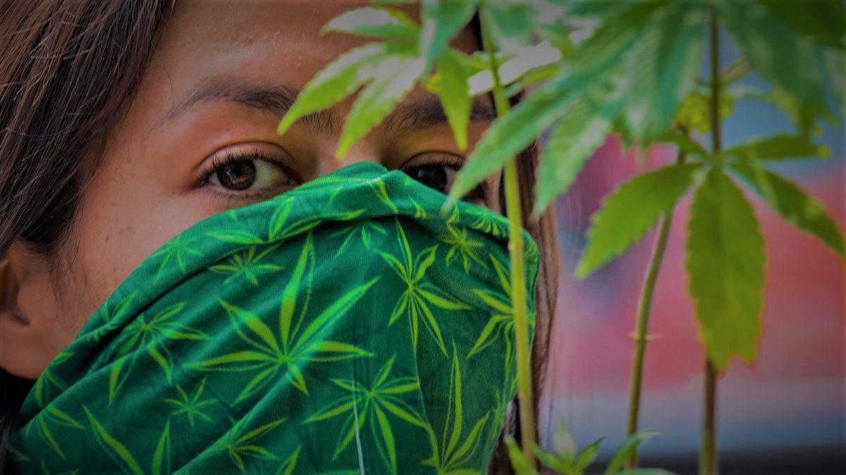 Marihuana: ¿Qué sector se favorece más con la legalización en México?