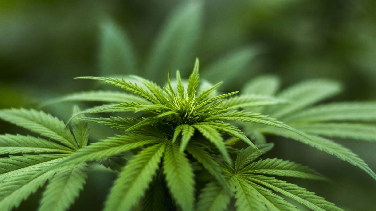 Comisión de Seguridad Pública del Senado dio luz verde al autocultivo de cannabis con fines medicinales