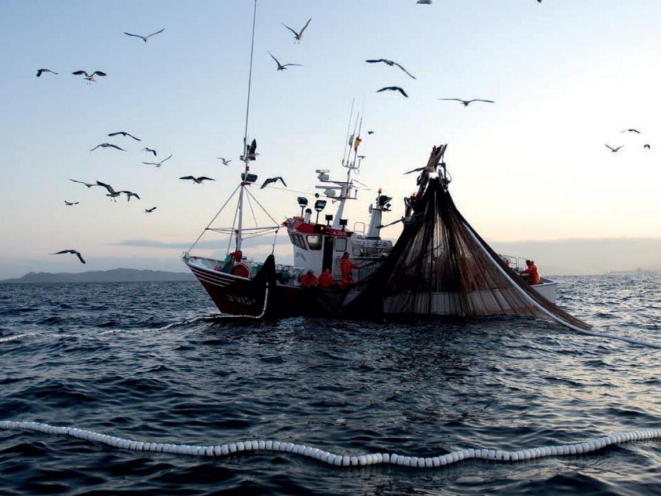 Congreso: Comisión aprobó y despachó proyecto que prohíbe pesca de arrastre de la merluza