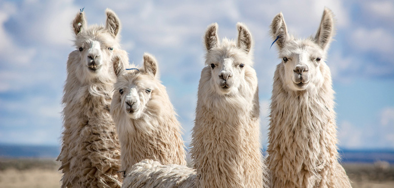 Científicos de U. Austral que descubrieron en alpacas «anticuerpo más fuerte del mundo», demuestran que puede neutralizar variantes sudafricana, británica y brasileña del SARS-CoV-2