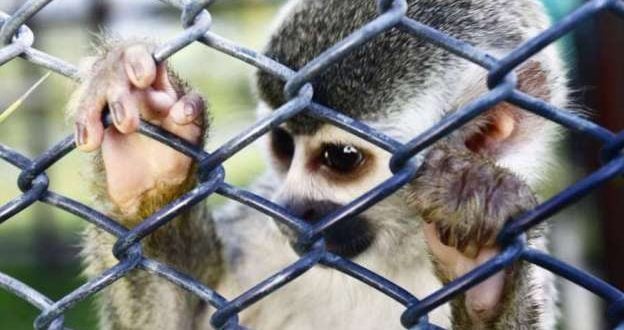 BUAP va contra el tráfico de vida silvestre