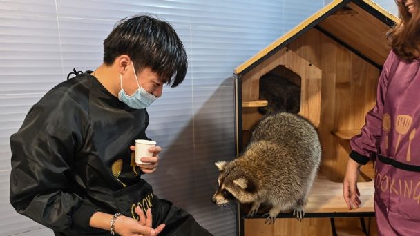 Proliferan en China las cafeterías en las que se puede interactuar con animales exóticos