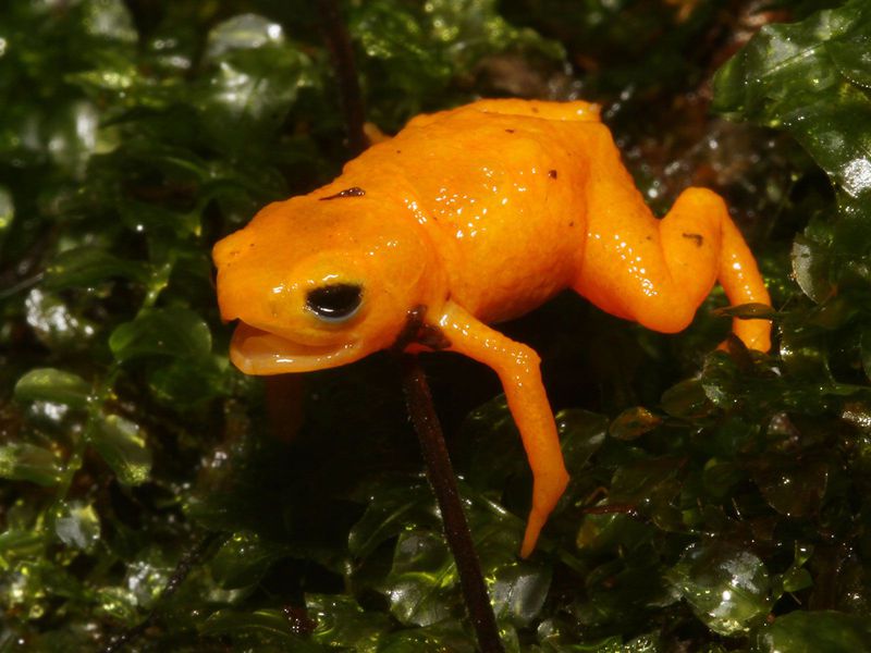 Descubren una nueva especie de rana que brilla bajo la luz ultravioleta