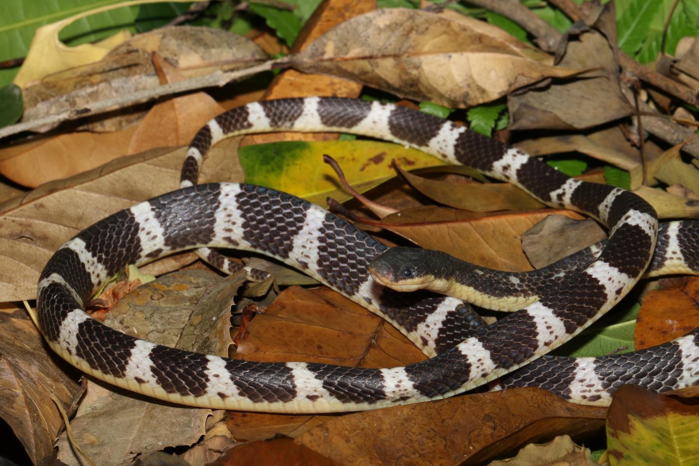 Hallan en Asia nueva especie de serpiente que es altamente venenosa