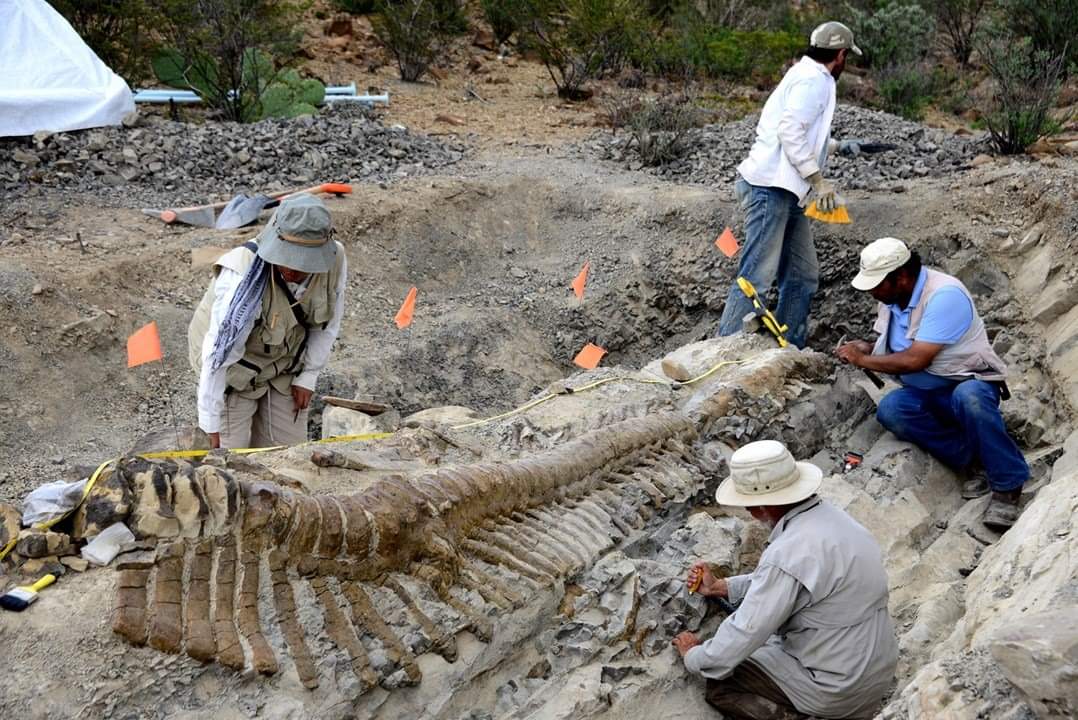 Identifican una nueva especie de dinosaurio: Tlatolophus galorum