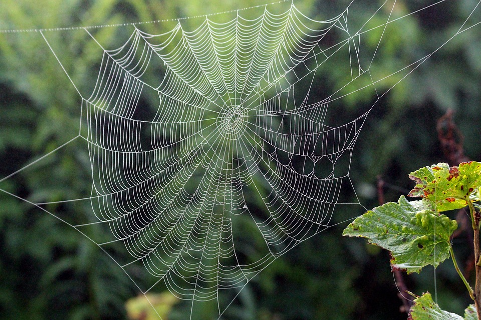 Descubren una especie de araña jamás descrita anteriormente