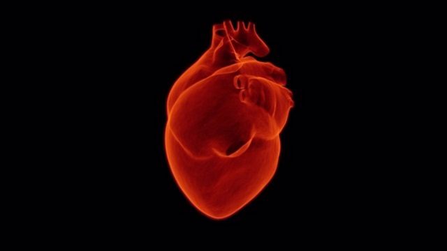 Desarrollan con células madre un corazón en miniatura que palpita