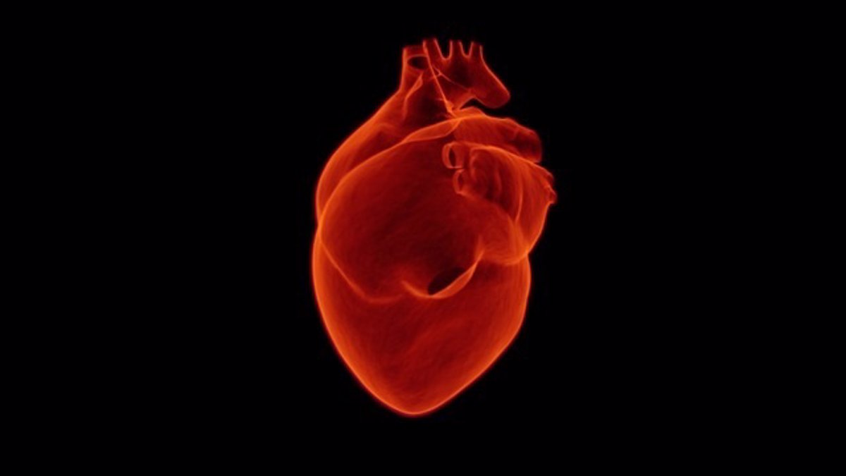 Desarrollan con células madre un corazón en miniatura que palpita