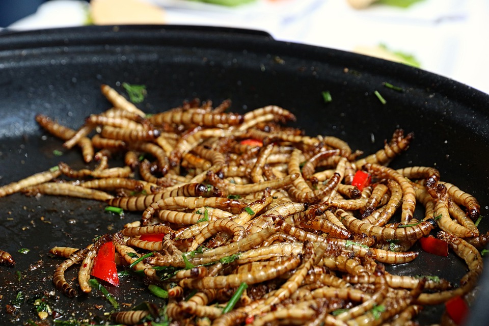 Científicos aseguran que la humanidad se verá obligada a comer gusanos en el futuro