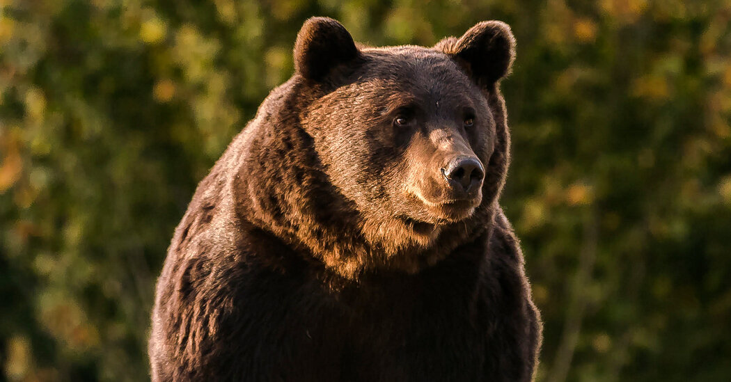 Comisario de la UE estudia denuncia sobre matanza del oso más grande de Rumanía