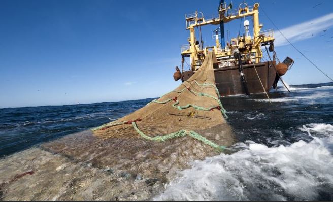 Derecha protege intereses de los industriales: Cámara rechazó ley que prohíbe pesca de arrastre de merluza