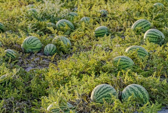 Noreste de África, verdadero «hogar» de las sandías