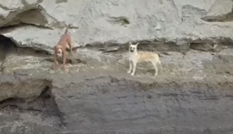 A salvo y en observación, los perritos rescatados del socavón, informa secretaria de Gobernación de Puebla