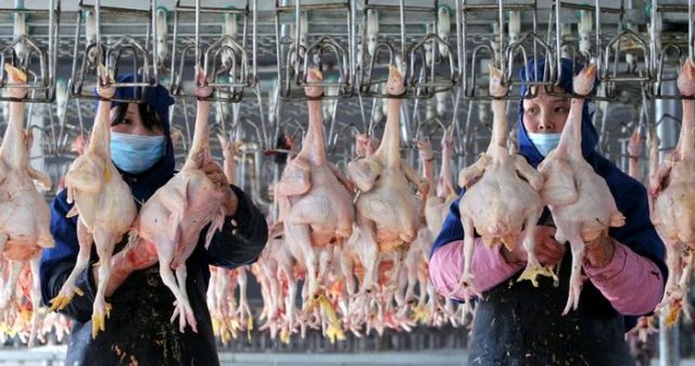 China detecta el primer caso de gripe aviar H10N3 en humanos