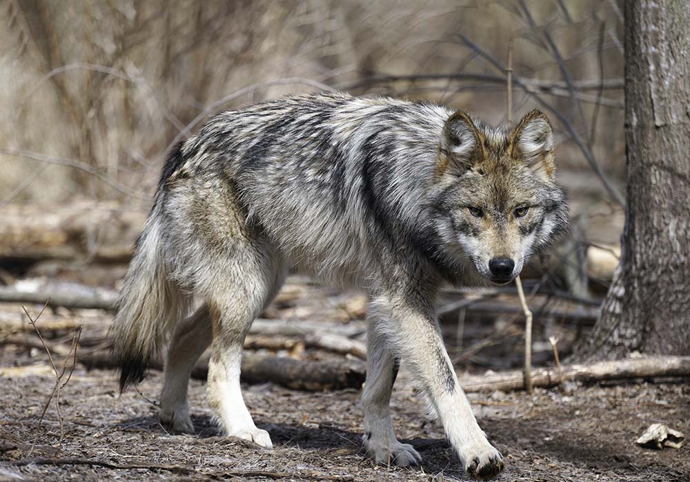 Por primera vez en 80 años nació una camada de lobos en Colorado
