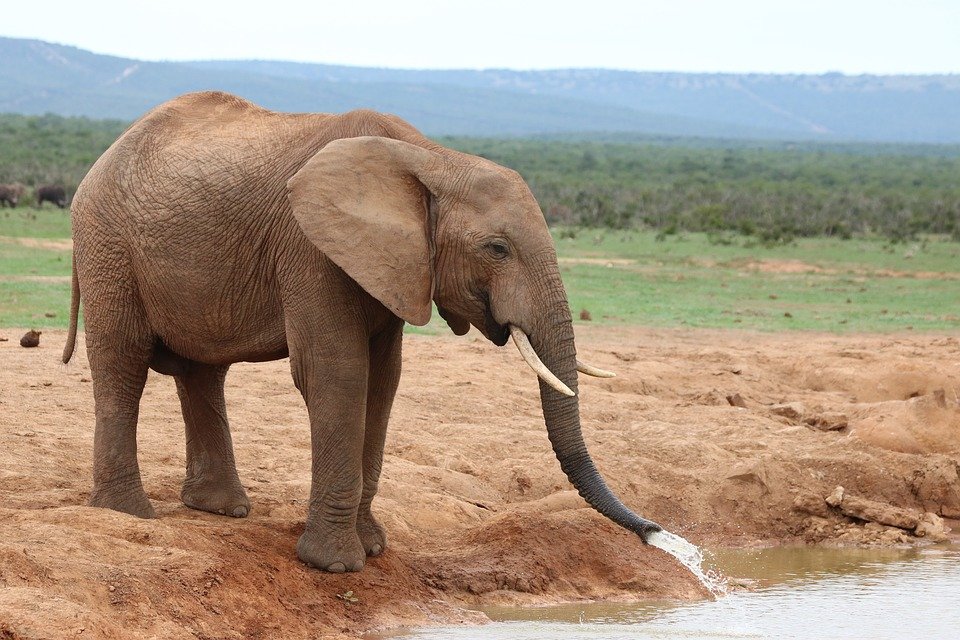 elefantes trompas succión