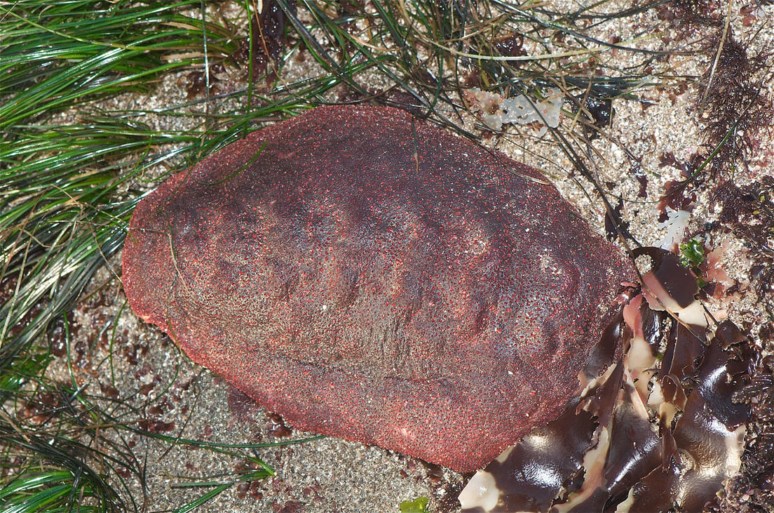 molusco rocas alimentarse