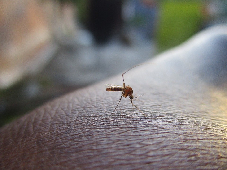 Infectan mosquitos con una bacteria y reducen su capacidad de propagar el dengue