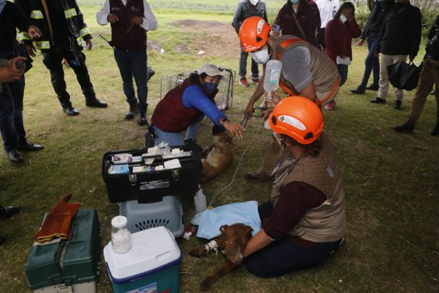 ¡A salvo! los dos perros rescatados del socavón