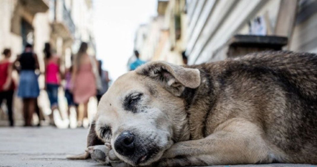 Vigilará Movimiento Animalista de Puebla ejecución de acuerdos electorales