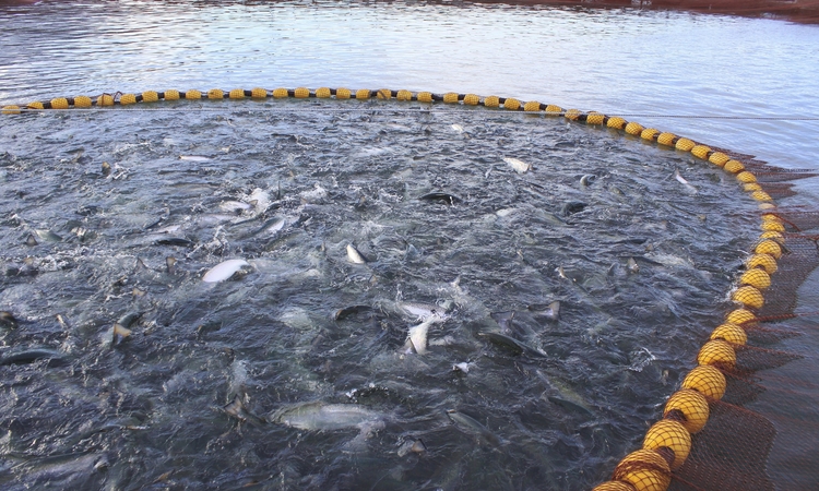 Sernapesca notificó a empresas salmoneras por contaminación con residuos en playa de Isla Riesco