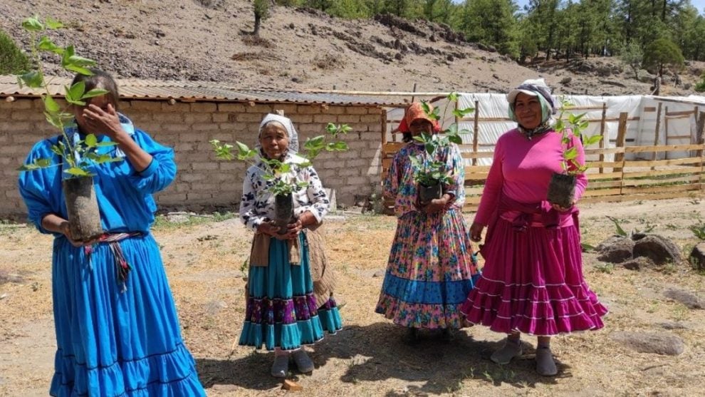 Reforestarán Chihuahua con más de 28 millones de árboles