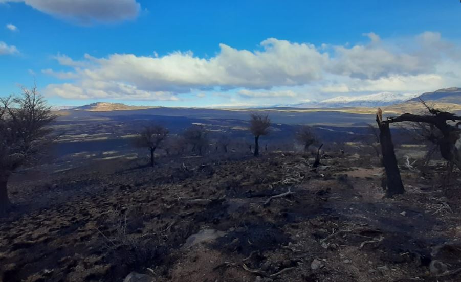 Incendio forestal arrasa con más de 1.200 hectáreas del Parque Nacional Patagonia en  Aysén