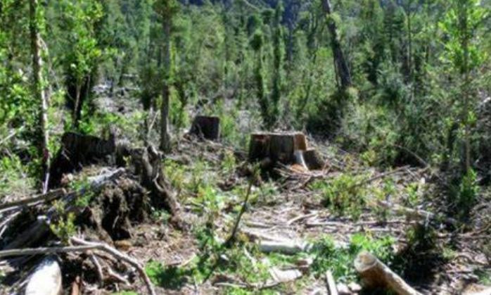 CONAF nuevamente en la mira de Contraloría tras denuncias por tala de bosque nativo con fines agrícolas