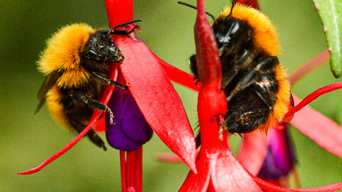 ¡Alerta por abejorro chileno!: Especie nativa se encuentra en peligro de extinción por autorización del SAG para importar ejemplares europeos