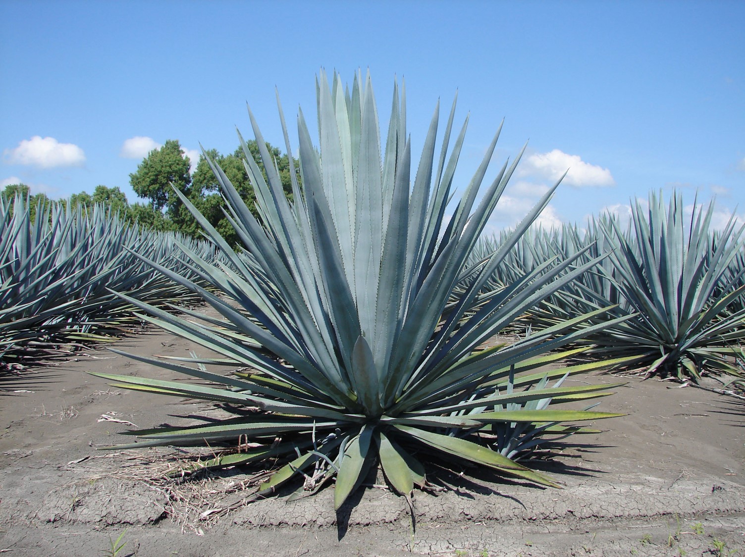 El tequila celebra en julio su día mundial, ¡salud!